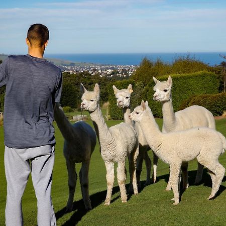 Alpaca Farmstay Dunedin Exteriör bild