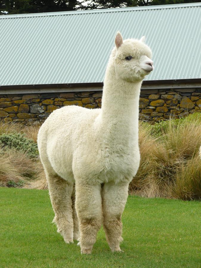 Alpaca Farmstay Dunedin Exteriör bild
