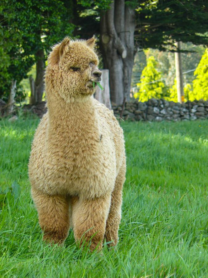 Alpaca Farmstay Dunedin Exteriör bild